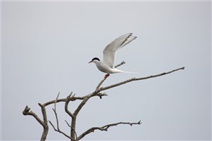 Fågel i Böda Hamn