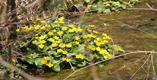 Blommor i kanalen