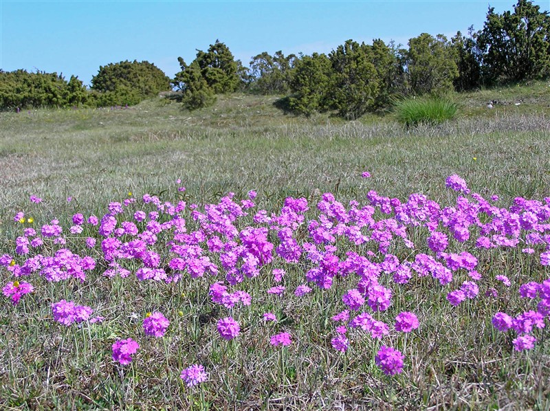 Majviva,_Alvara_sjöland[1].JPG