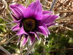 Pulsatilla%20pratensis%2000002.jpg